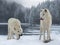 two polar wolves eat their prey in forest