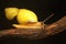 Two Polynesian tree snails moving along a dry log.