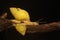 Two Polynesian tree snails moving along a dry log.