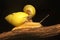 Two Polynesian tree snails moving along a dry log.