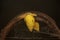 Two Polynesian tree snails moving along a dry log.