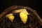 Two Polynesian tree snails moving along a dry log.