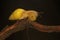 Two Polynesian tree snails moving along a dry log.