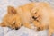 Two pomeranian dogs sleeping together in bed, focus on the right dog