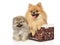 Two Pomeranian in mom and puppy in wicker basket