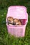 Two Pomeranian puppy in a pink crate