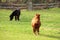 Two ponies on a green springtime pasture