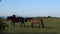 Two ponies walking pan The Quantock Hills Somerset rural scene England UK