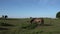 Two ponies walking pan Quantock Hills Somerset rural scene England UK