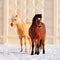 Two ponies in winter on snow