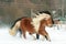 Two ponnies with long manes running in winter