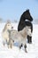 Two ponnies and one friesian mare in winter