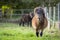 Two pony one running toward at fresh green meadow