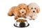 Two poodle puppies next to a bowl full of kibbles
