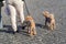 Two poodle walking in the park with owner