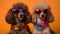 two poodles with funky sunglasses on orange background, neural network generated image