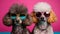 two poodles with funky sunglasses on pink background, neural network generated image