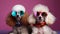 two poodles with funky sunglasses on violet background, neural network generated image