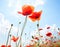 Two poppies against blue sky with white clouds