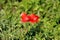 Two Poppy herbaceous flowering plants with bright red fully open flowers pointing towards sun with green leaves and other plants