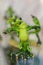 Two porcelain figures of dancing toads. Dancing toads. vertical photo