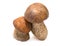 Two porcine mushrooms isolated