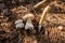 Two porcini mushrooms in pine tree forest at autumn season