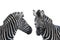 Two portrait zebra