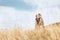 Two positive tourist mans walks on golden field