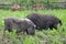 Two Pot-bellied pigs herbivores grazing in the meadow