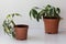 Two pots with schefflera plant, one set as future bonsai grow aside, the other vertical one