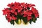 Two Potted Poinsettia Plants on White