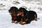 Two powerful dog breed Rottweiler walking in the winter on the s