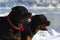 Two powerful dog breed Rottweiler walking in the winter on the s