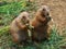 Two prairie dogs
