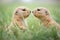 two prairie dogs chirping face-to-face in grass