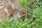 Two Prairie Dogs Deciding What to Eat