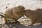 Two prairie dogs eating branch