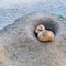 Two prairie dogs emerge from their hole