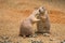 Two prairie dogs sharing their food