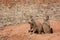 Two Prairie Dogs by a Tunnel