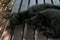 Two pretty black kitties sleeping on bench in summer day