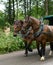 Two Pretty Chestnut Colored Horses in their harnesses pull a tourist carriage.