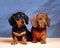 Two pretty dachshund puppy on blue background