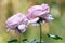 Two pretty pink blossoms of an English Rose,