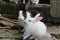 Two pretty rabbits play with a visitor