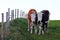 Two pretty young Simmental cows with horns