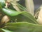 Two preying mantises on a rhododendron