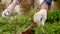 Two professional gardeners are caring for sprouts and seedlings in greenhouse, hands close-up.