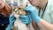 Two professional veterinarians checking ears of Maine Coon cat with otoscope in veterinary clinic